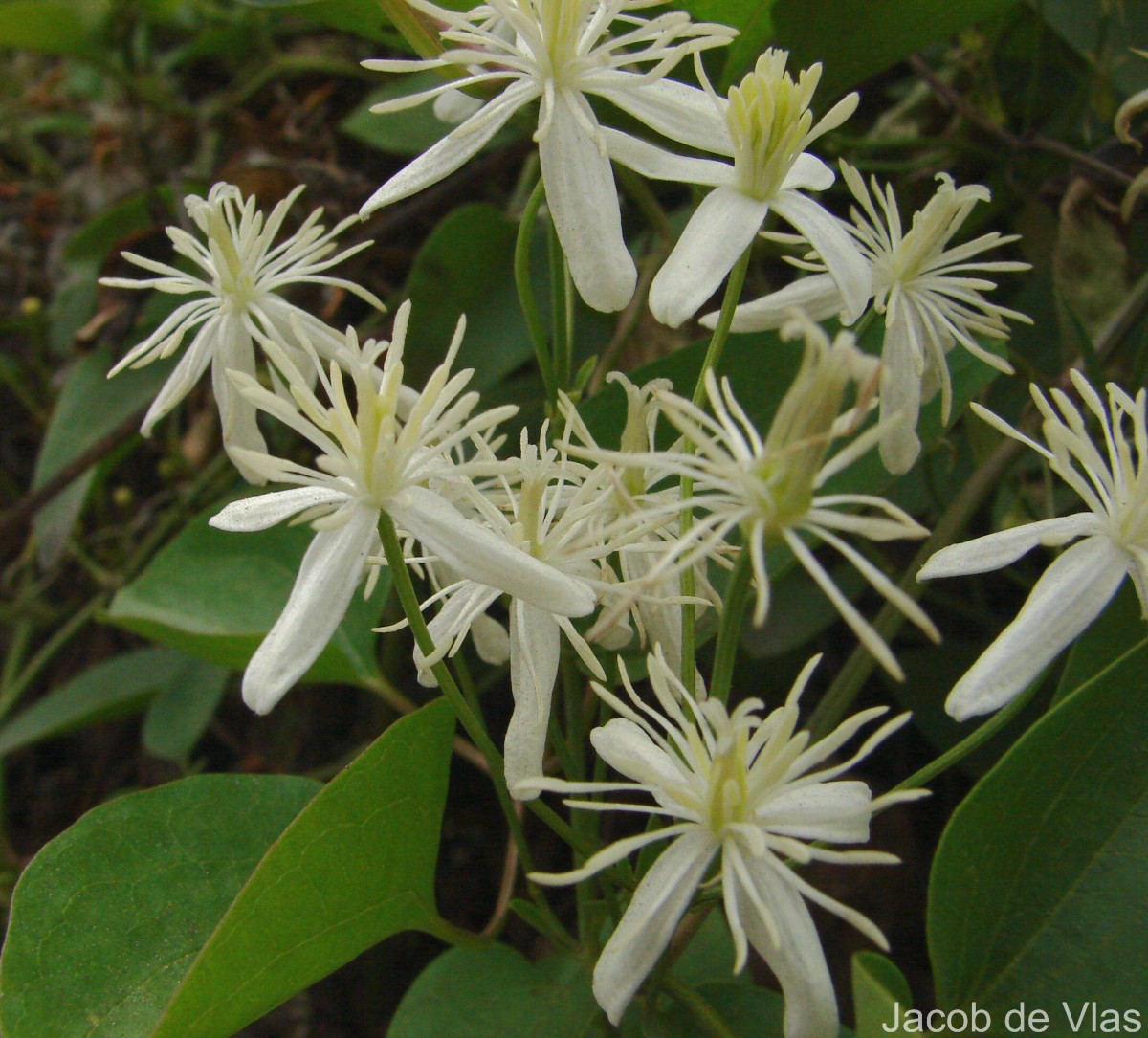 Clematis terniflora DC.